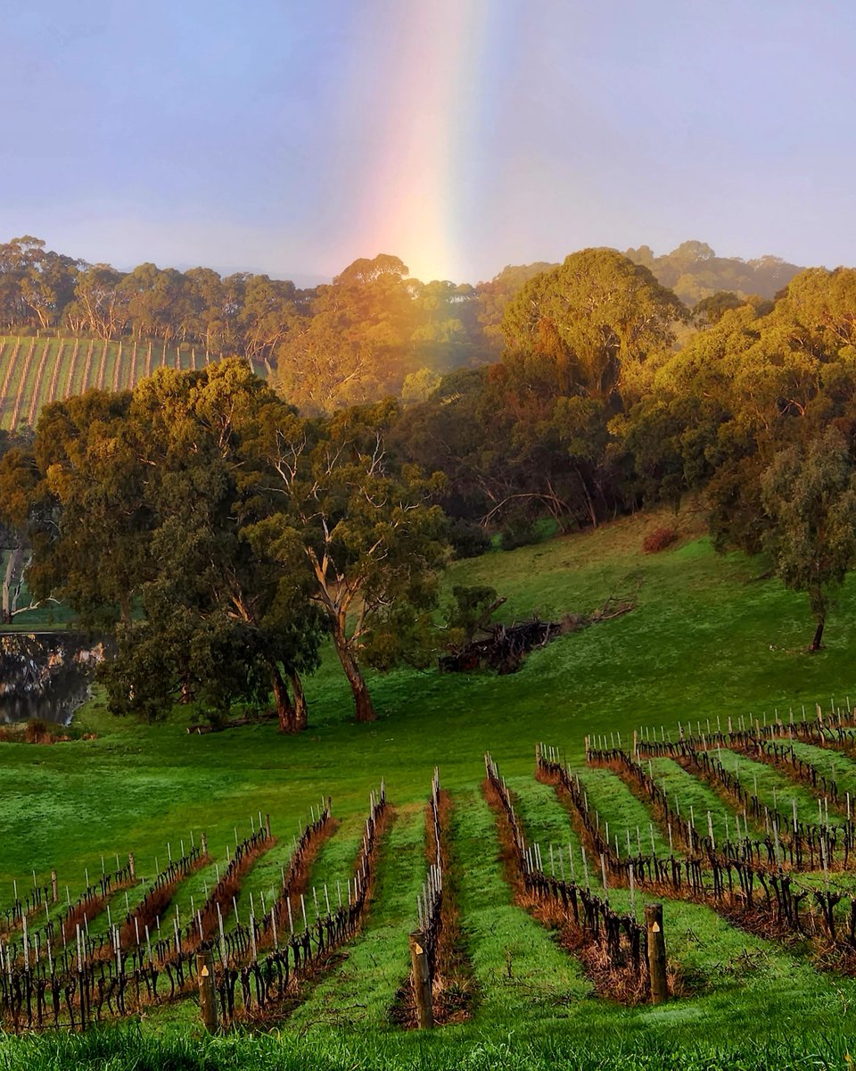 No question where the pot of gold has been the past few weeks! 🍯🌈🌧️  #adelaidehillswine

📷 with thanks @paracombewines

#adelaidehillswine #adelaidehills #visitadelaidehills #vineyardviews #seesouthaustralian #southaustralianwinery