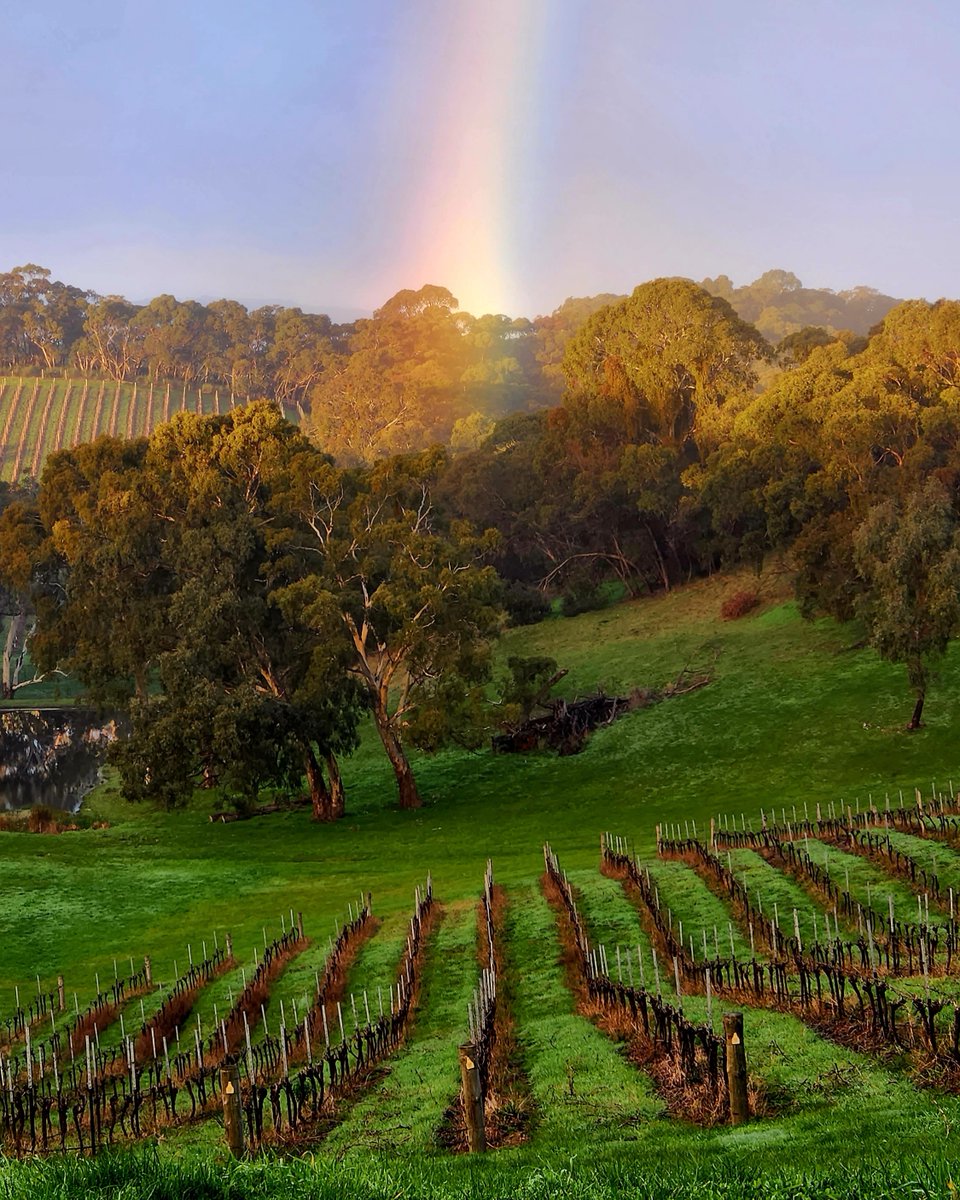 No question where the pot of gold has been the past few weeks! 🍯🌈🌧️  #adelaidehillswine 📷 with thanks @paracombewines #adelaidehillswine #adelaidehills #visitadelaidehills #vineyardviews #seesouthaustralian #southaustralianwinery