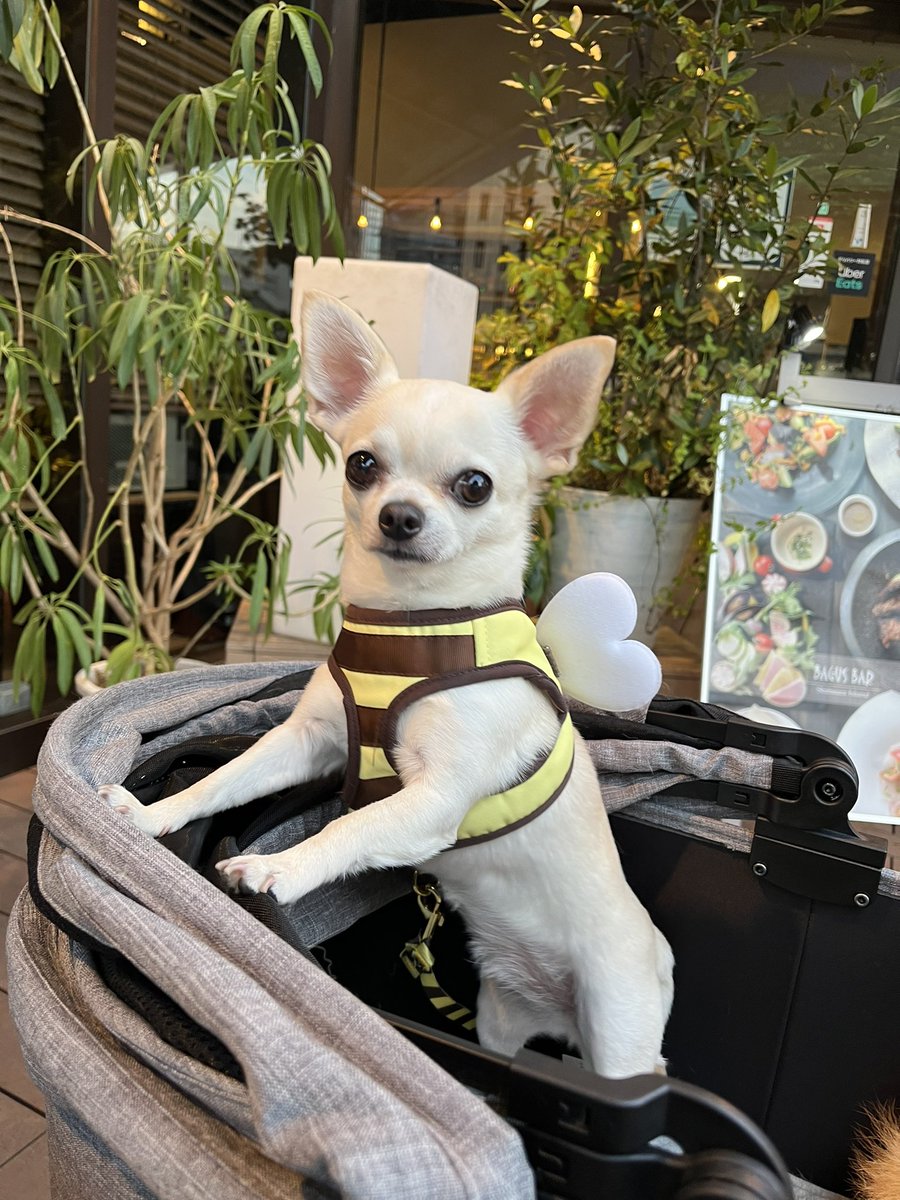 AzukiKinako4's tweet photo. 今日も、可愛い🐝❤️

#チワワ
#ちわわ
#chihaha
#chiwawa
#あずき
#azuki
#愛犬
#親バカ
#myfamily https://t.co/0VUCOh3uPh