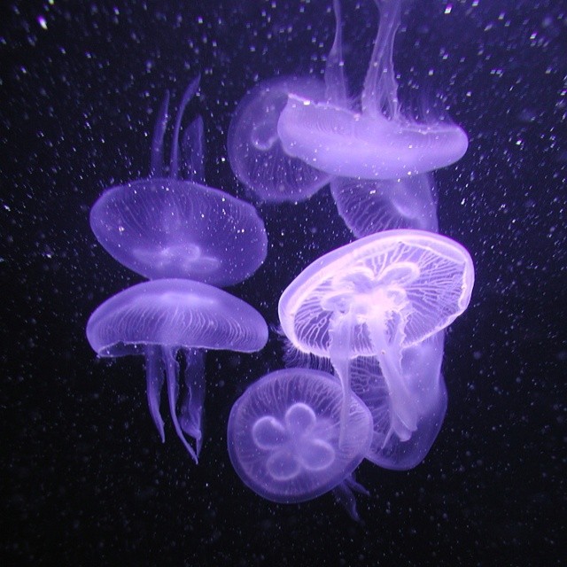 🌙🔮⋆｡˚.• moon jellies !!