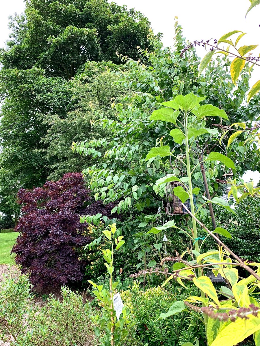 My #sunflower is almost as tall as my #trees … #thicktrunktuesday #treesome @LanesTree @treelover0000 @TaraMahakaal @keeper_of_books @Greenisamissio1 @standing_green #TwitterNatureCommunity #TwitterNaturePhoto #NaturePhotography #Sunflowers #gardening #photography #Gardener