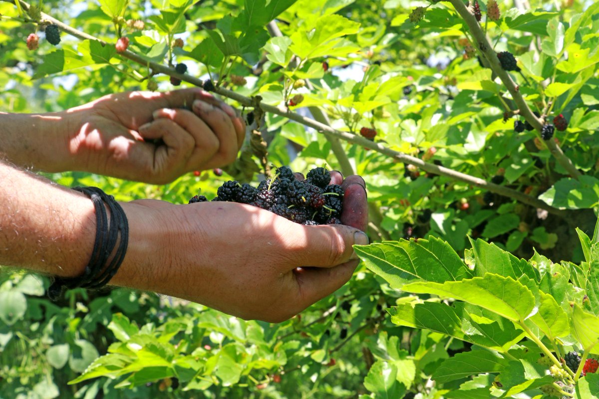 Panunkashmer's tweet photo. Farmers plucking Mulberry at a farm on the outskirts of Srinagar.
Photos by @UmarGanie1 https://t.co/tF05bRO8CF