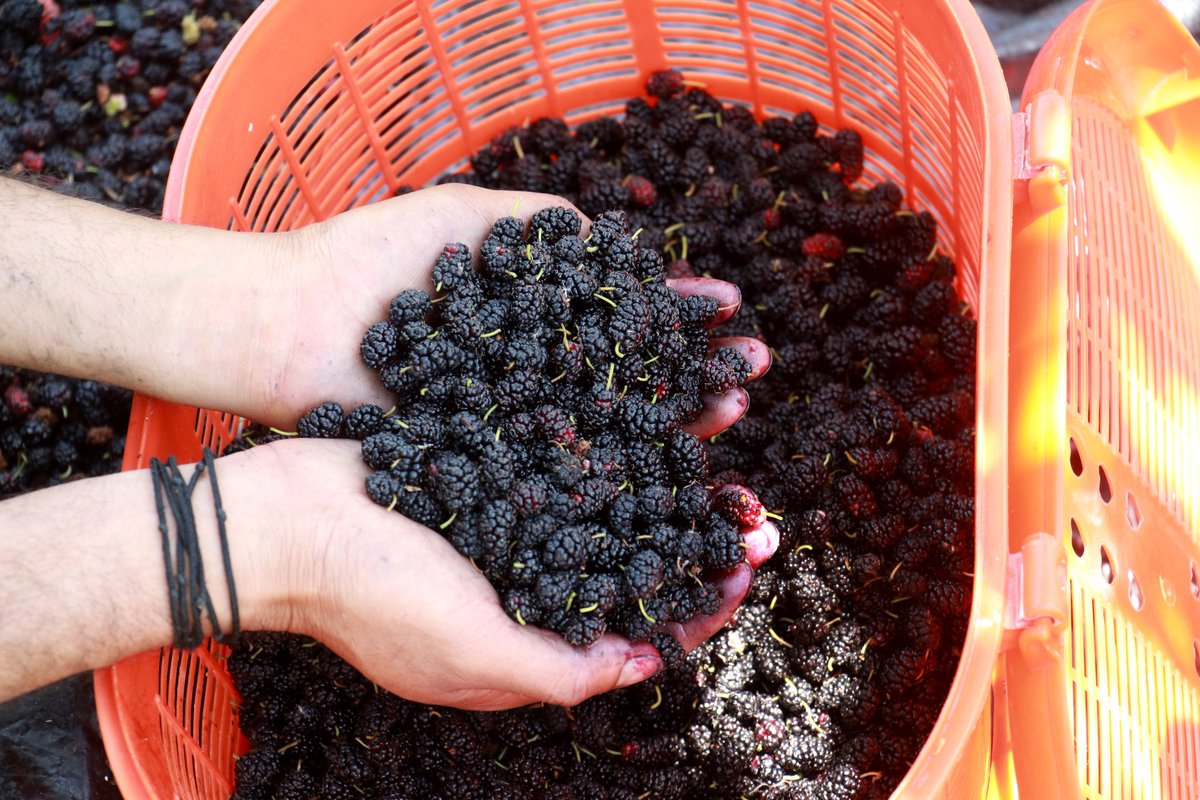 Panunkashmer's tweet photo. Farmers plucking Mulberry at a farm on the outskirts of Srinagar.
Photos by @UmarGanie1 https://t.co/tF05bRO8CF