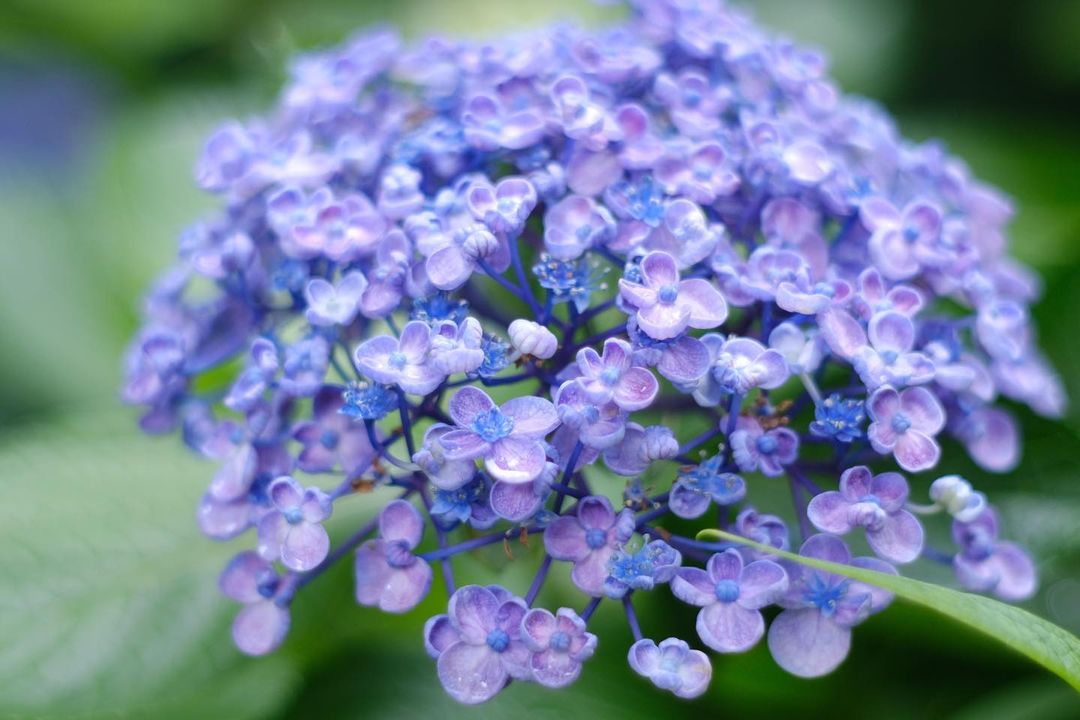 ayambacemyogya's tweet image. 大好きなおたふくあじさい

#花
#fujifilm #xt30
#supertakumar55mmf18
#supertakumar55 #supertakumar
#takumar #オールドレンズ
#oldlens_japan #タクマー
#beautiful_kansai
#カメラ散歩 #カメラ好き
#散歩好き
#お散歩 #おさんぽ