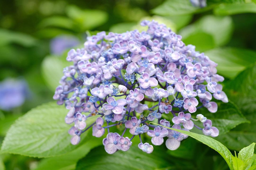 ayambacemyogya's tweet image. 大好きなおたふくあじさい

#花
#fujifilm #xt30
#supertakumar55mmf18
#supertakumar55 #supertakumar
#takumar #オールドレンズ
#oldlens_japan #タクマー
#beautiful_kansai
#カメラ散歩 #カメラ好き
#散歩好き
#お散歩 #おさんぽ