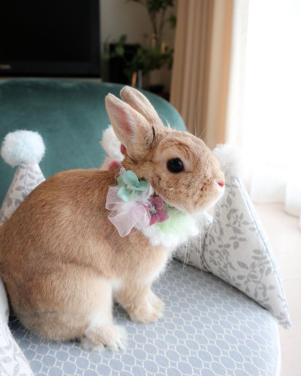 rabbit lover (@rabbitloverscom) on Twitter photo 