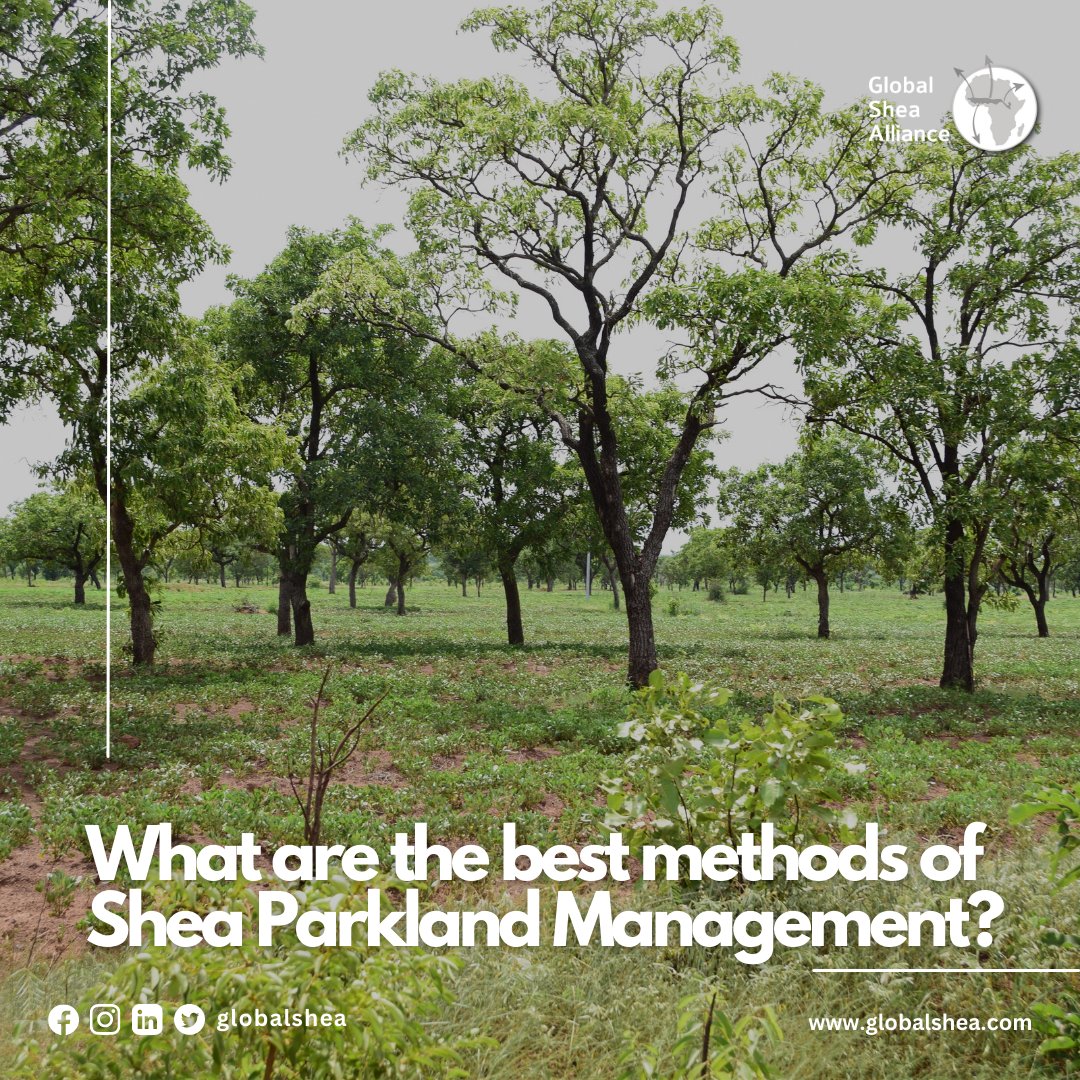 GlobalShea's tweet photo. The GSA and AAK collaborated on a report titled 'Shea Parkland Management: Perceptions of Best Practices' to address the need for informed investments in shea parkland restoration. 

Click here to read more: https://t.co/GbKDhSCqxl

#sheamonth https://t.co/x2Ou4WHeDL