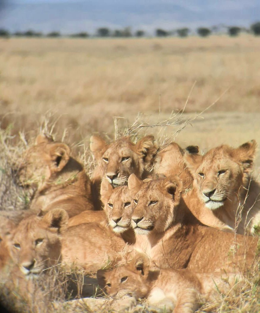 SafariCrewTZ's tweet photo. Lion pride🇹🇿
https://t.co/BT1R4zm9Bp
#Lions #bigcats #wildlife #safari #Tanzania #Africa #tanzaniasafari #Travel #neverstoptoexplore #Afrique #africansafari #BUCKETLIST #family #lionking https://t.co/XjLXanfYvL