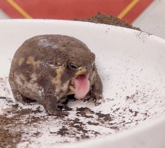 เหมือนเป๊ะเรยนิ