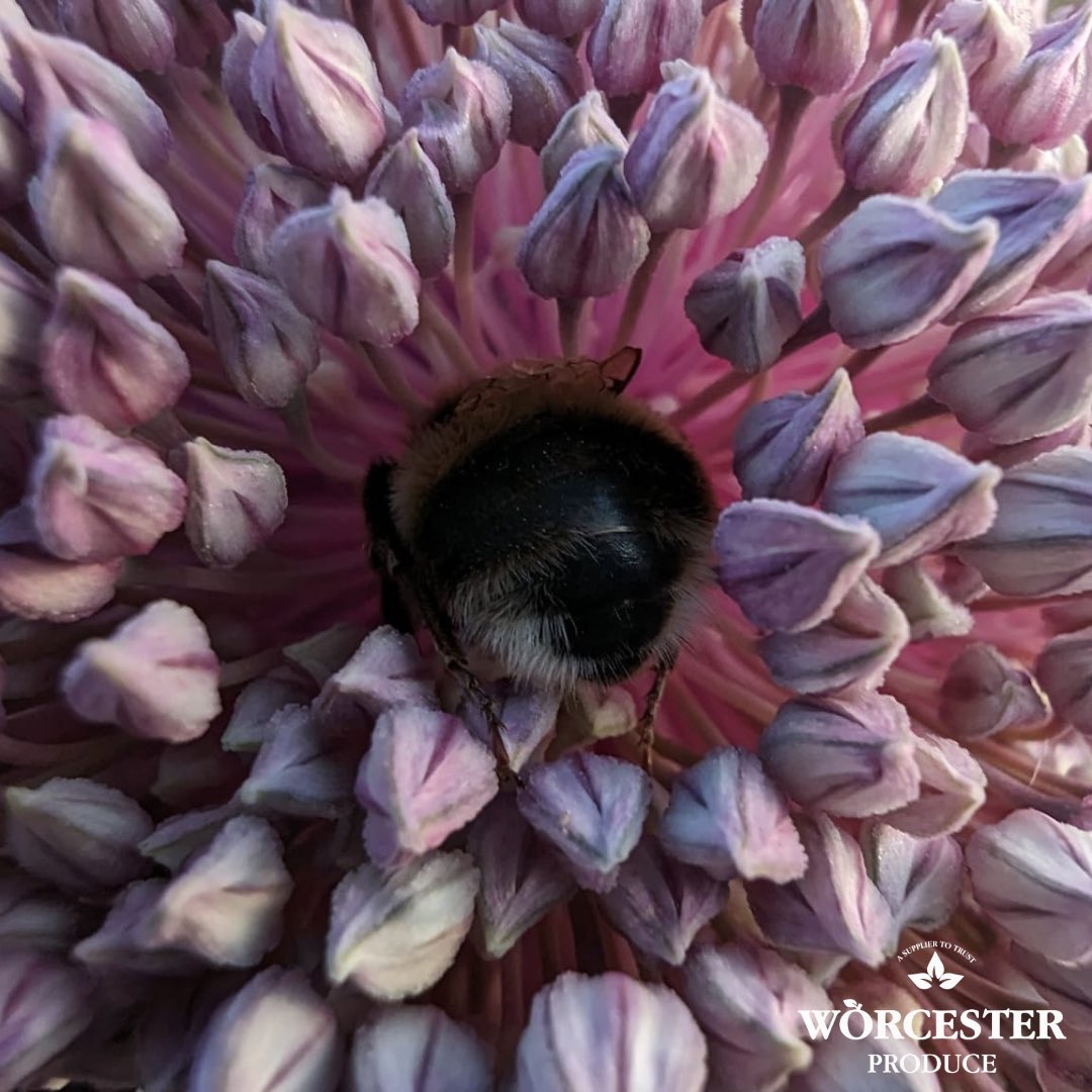 WorcesterProd's tweet image. Peacefully sleeping in a seeded leek flower! 🐝🚜

Did you know it is estimated that it would cost UK farmers £1.8 billion a year to pollinate crops manually if bees disappeared? 

#bees #bumblebee #pollination