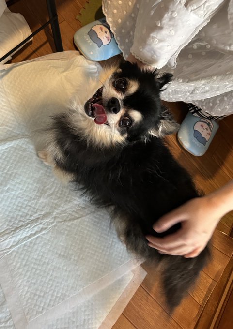 迷.い.犬保.護ヨシ!飼い主さんお迎えきて帰ったヨシ! 