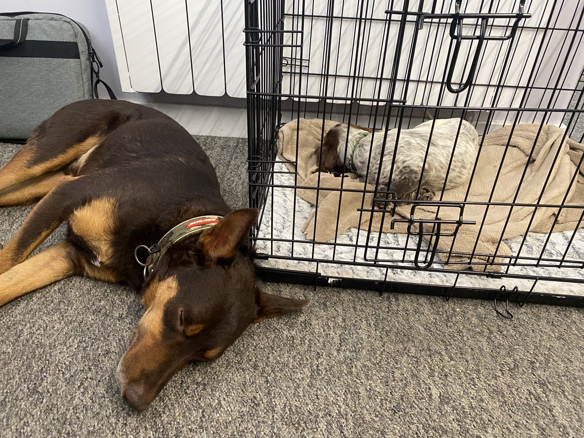 Every pup should have a big brother to look out for them. Bear has been doing an amazing job of keeping an eye on Ripley!

#puppy #puppylove #dog #dogsoftwitter #bigbrother #littlesister #Bearandripley