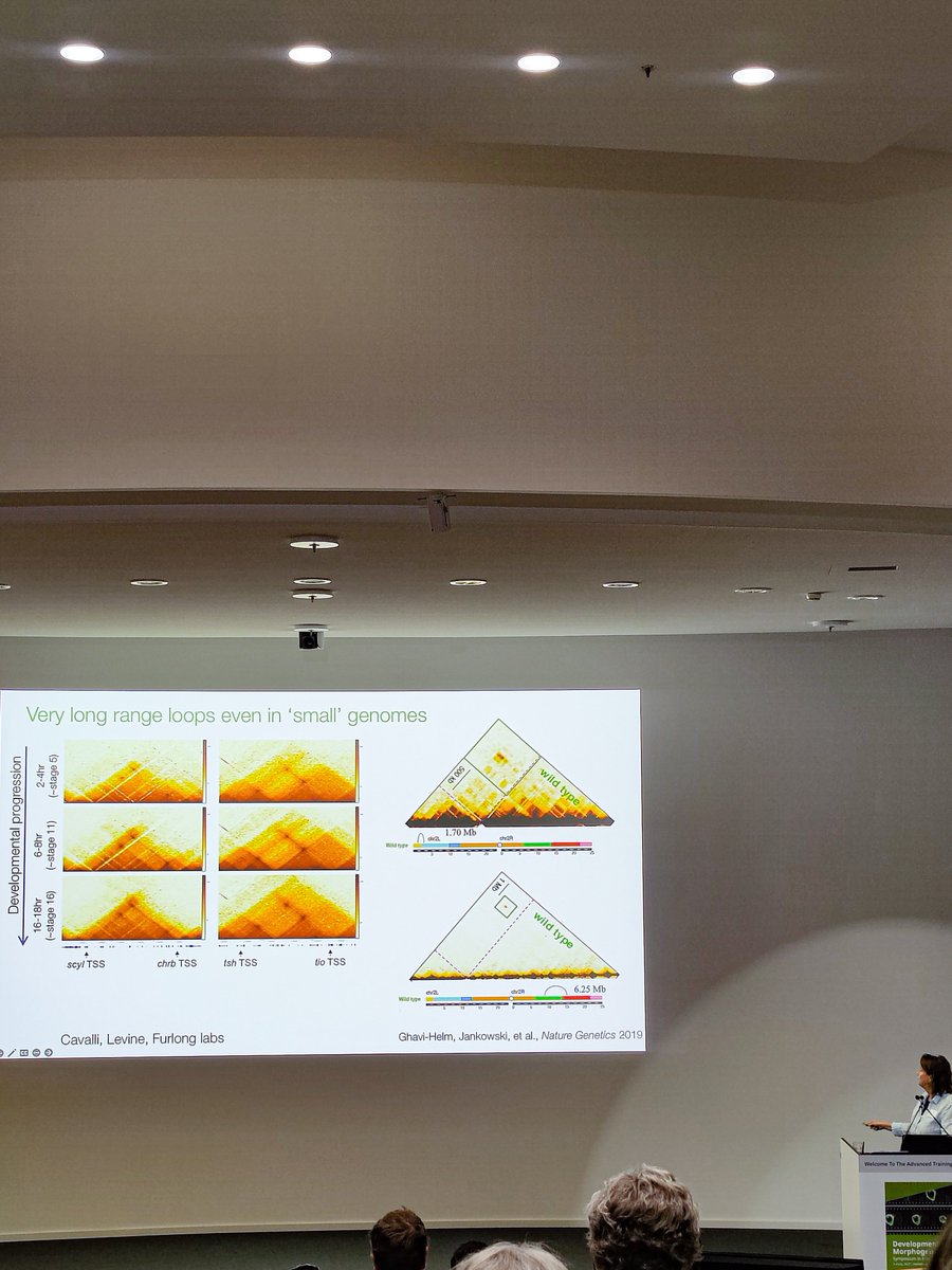 LukMartyna's tweet photo. Getting very loopy here at #EMBOleptinsymposium all thanks to @Eileen_Furlong and Michael Levine. ➿

@EMBO @EMBOevents https://t.co/SITuJQoKRC
