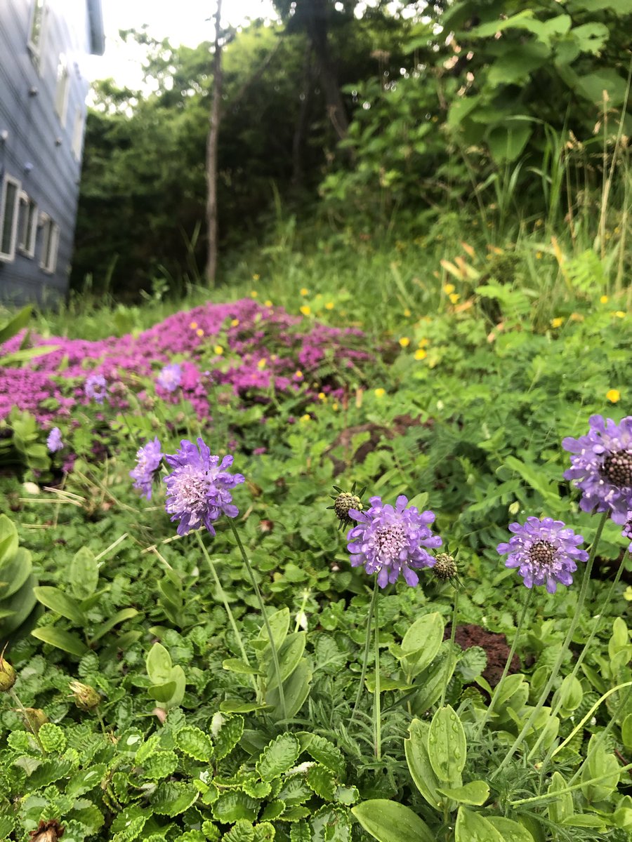 pension_uni's tweet photo. ペンションの花壇ではジャコウソウとマツムシソウが咲いてま���♫ https://t.co/8Q95VmKkVn