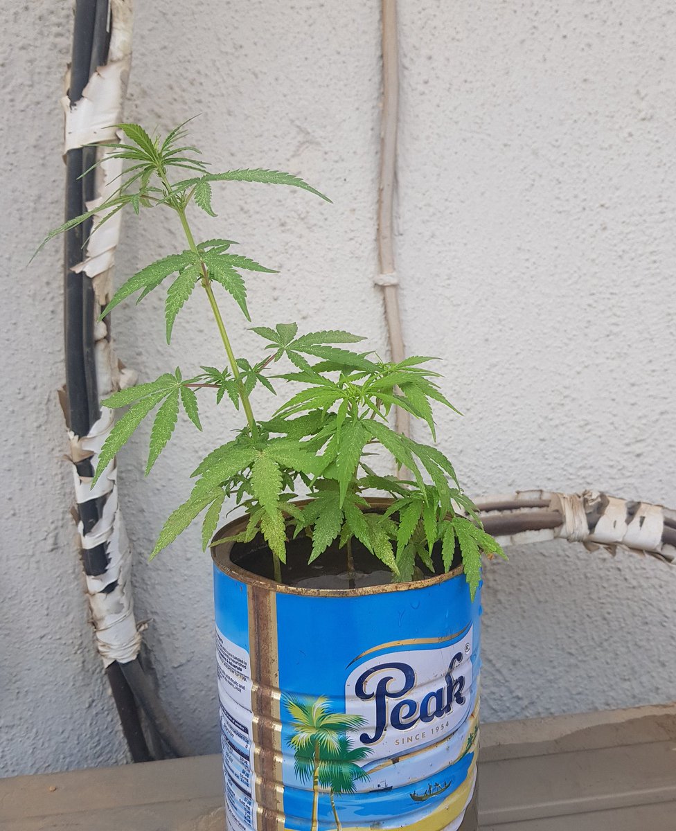pridecrib's tweet photo. I started my own farm guys https://t.co/DbKtKP629a