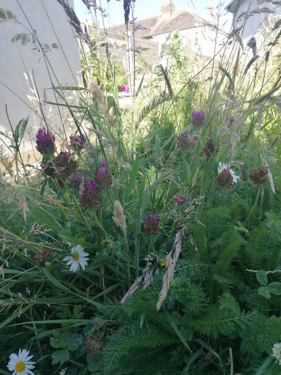 No Mow May and Let it Bloom June were a great success in our back garden. Now we're into 'Let it Lie' July (perhaps? Just made that name up 😅) and the garden is still looking herbalicious! 😍🌱