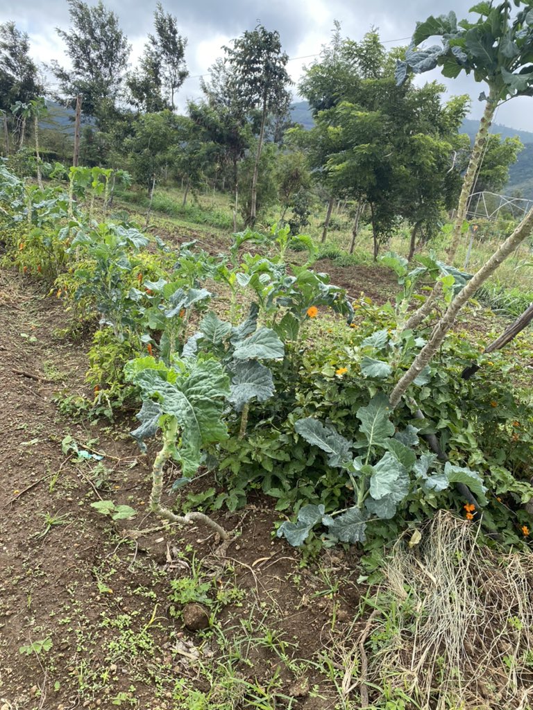 Route to Food tweet media