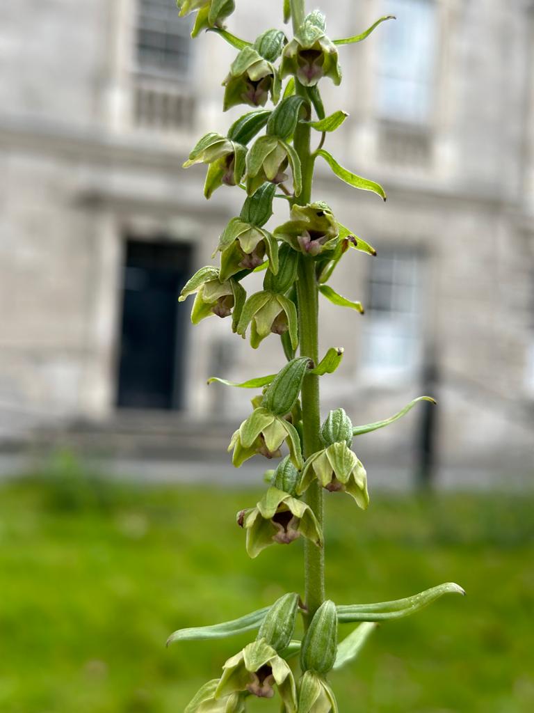 This is a hopeful story of how nature can persist and recover, even in the most highly managed habitats. 

Read more on this rare orchid that popped up in Front Square, and the intricate biology happening underground that makes it possible.  

tcd.ie/news_events/to…