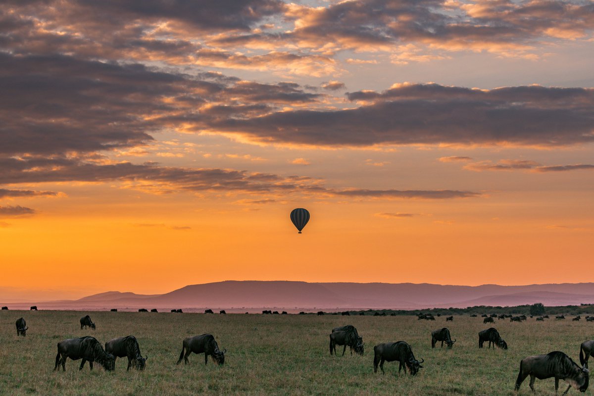 Witness the breathtaking Great Wildebeest Migration and encounter iconic wildlife. Immerse yourself in the vast plains and stunning landscapes. Book your safari adventure now! 

For bookings: 
📲+254 – 748 717 387
📧info@toafrika.com

#Serengeti #Wildlife #GreatMigration #Safari