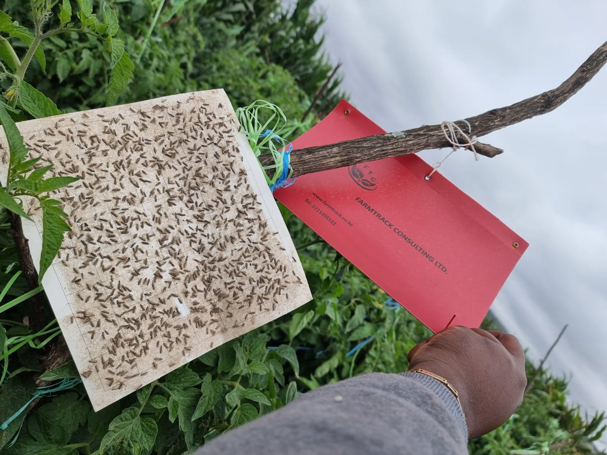 Is tuta absoluta  a threat to your tomatoes? Worry no more,you know why?  Consult the experts , consult Farmtrack Consulting Ltd.