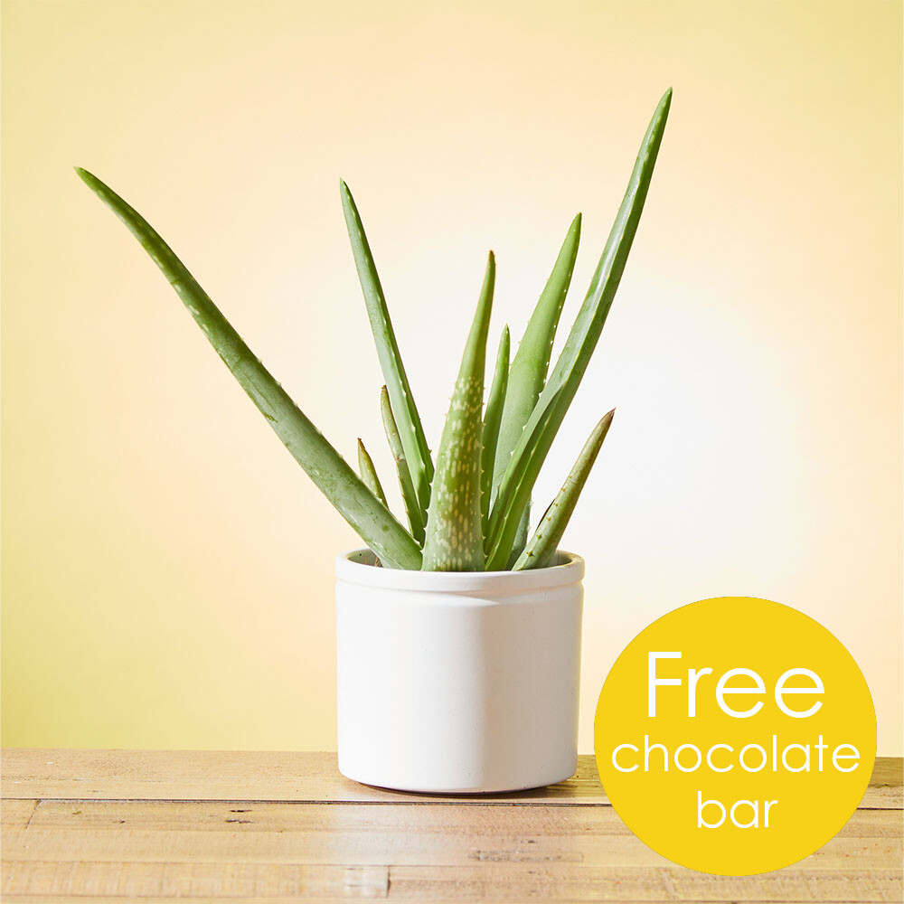 ZingFlowers's tweet photo. 🏵️ PRODUCTS OF THE WEEK 🏵️

When you order the joyful Shangri -La bouquet, Letterbox Golden Glow or our Aloe Vera plant this week, we will also include a delicious chocolate bar from our friends at @alter_eco as a gift from us to you!

#zing #zingflowers #productoftheweek #onli https://t.co/MNWT1DIoCI