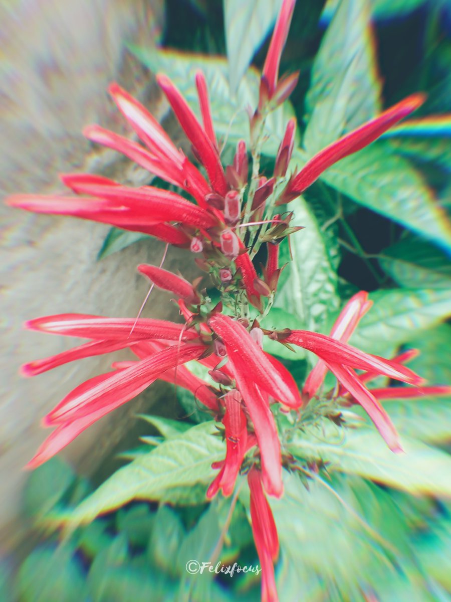 Embrace the essence of beauty with enchanting flowers. 🥀🌹

#shotonvivo
#photography