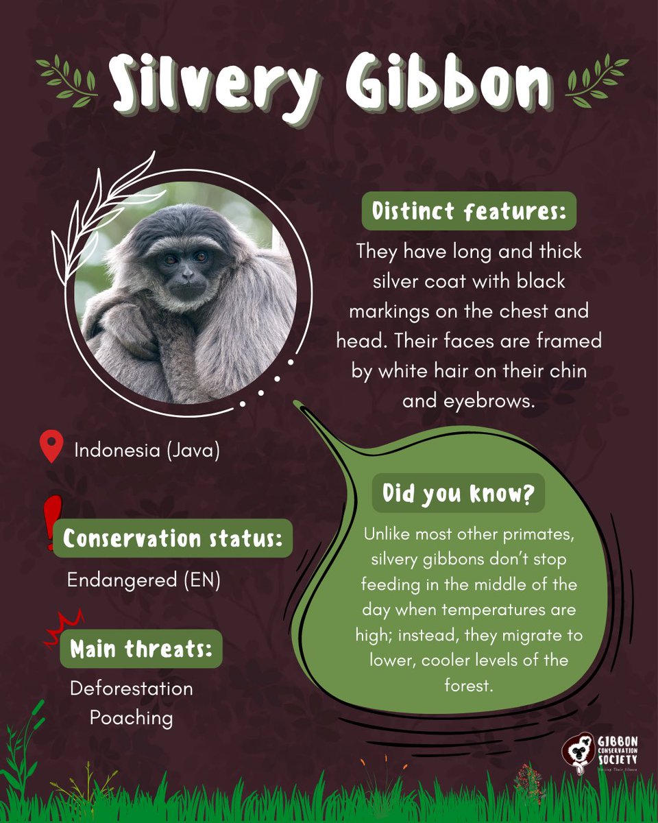 🐒Did you know that the Silvery gibbon can only be found in the Indonesian island of Java?
The silvery gibbon can be recognised by their long thick silver coat with black markings on the chest and head.
🏡🌳The Silvery gibbon is endemic to lowland and the lower montane rainforest
