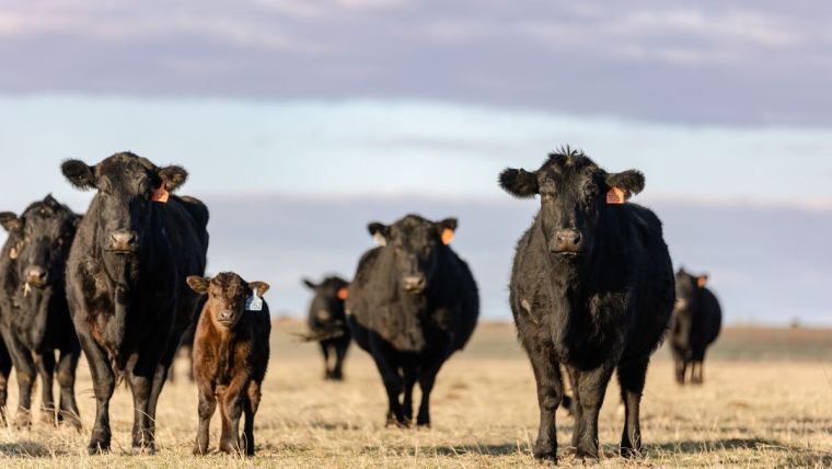 Bob_at_Alltech's tweet photo. How organic trace minerals impact reproductive efficiency https://t.co/2R4J8MMJUX #teambeef https://t.co/VSoU8OuNoL