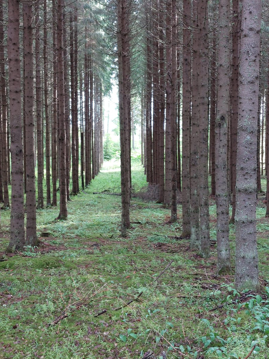 Hmm. Minkähän metsänhoitofilosofian mukaan kuuset istutettiin vuosikymmeniä sitten talousmetsissä viivasuoriin riveihin? 🤔