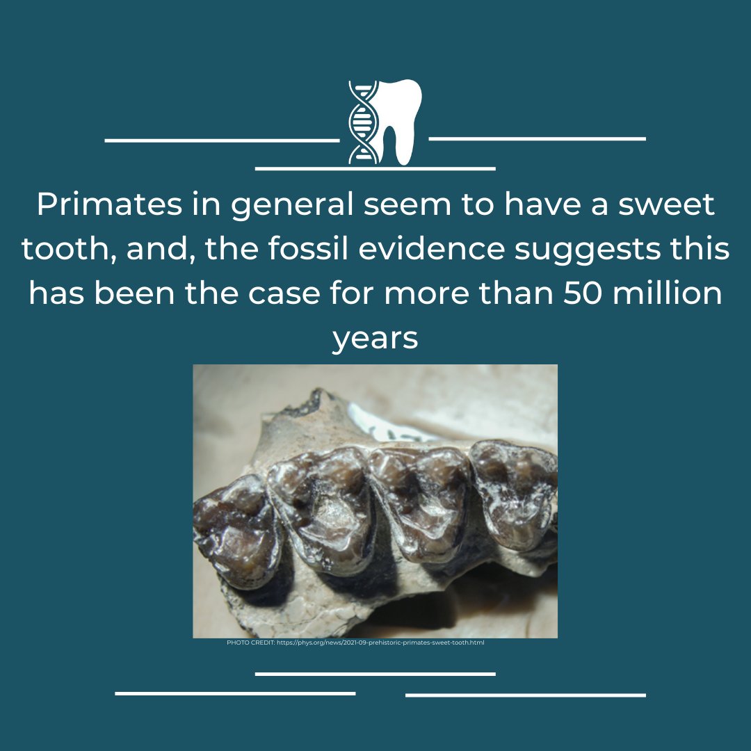 Tied2Teeth's tweet photo. TIED2TEETH TOOTHDAYS !! Did you know? @ERC_Research  @CENIEH https://t.co/5SHoQAlyEk