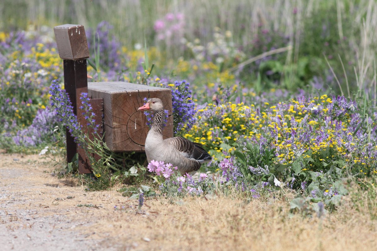 FOGOL's tweet image. Enkele afmeldingen voor de Marker Wadden excursie voor donderdag (6 juli): dus er zijn weer een paar plaatsen weer vrij? Heb je zin om mee te varen? fogol.nl