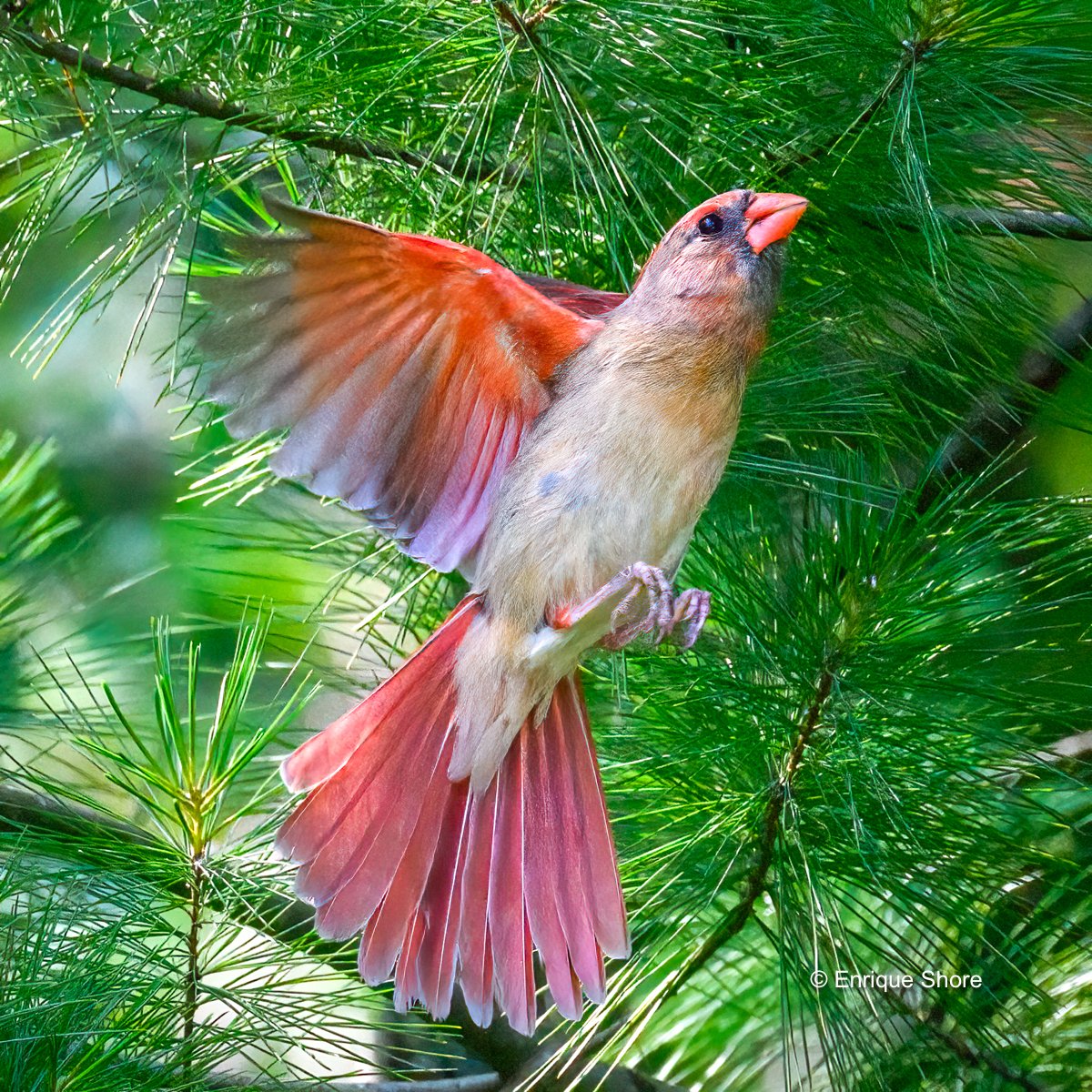 Northern cardinal, adult female. Photo © Enrique Shore
#wildlife #birding #birdwatching #birds #nature #beauty #wildlifephotography #cardinalbird #animallovers #birdsphotography #birdsinflight #bird