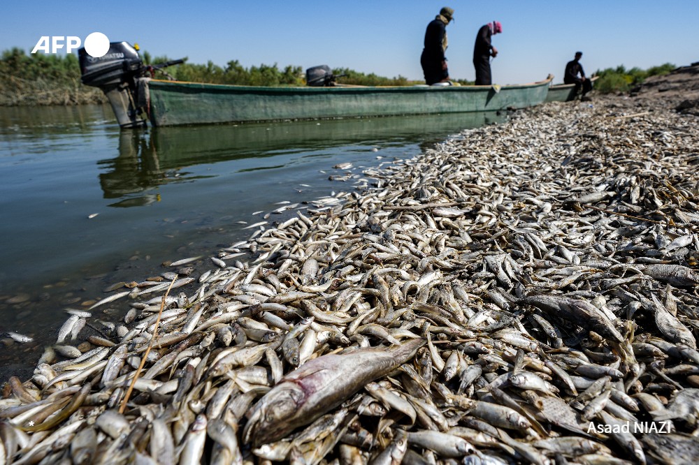 "Tons" of dead fish washed ashore in southeast Iraq, prompting an official investigation into the wildlife disaster that officials said may be linked to drought conditions and the lack of water.
rb.gy/yntoy

for <a href="/AFPphoto/">AFP Photo</a> <a href="/AsaadNiazi/">Asaad NIAZI</a> 's harrowing photos from Missane