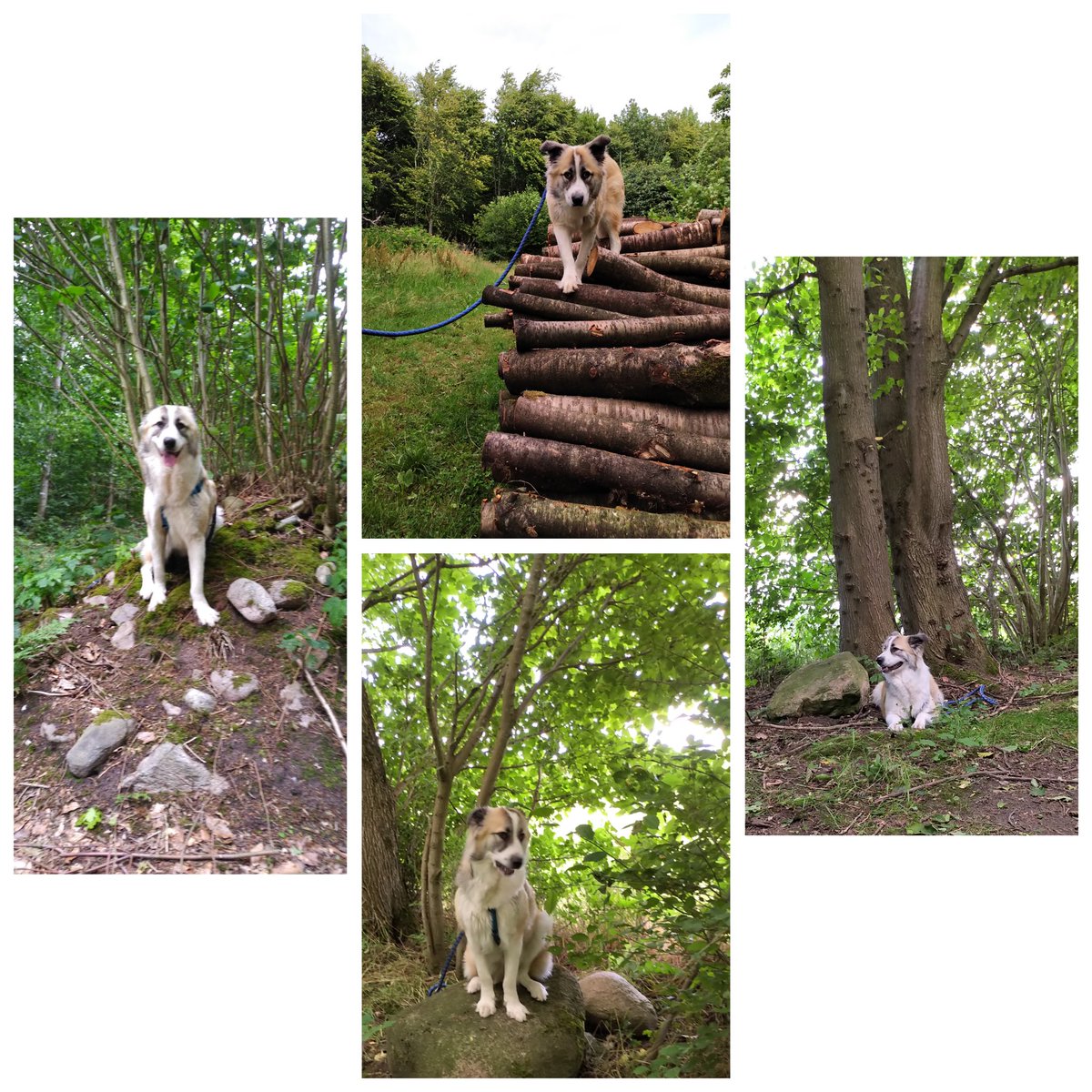 Moin #twitterrudel 🐾

Nun weiß sie nicht, welches Bild sie zum Thema Wald malen soll. Was meint ihr?
#PlushiesOnTour2023