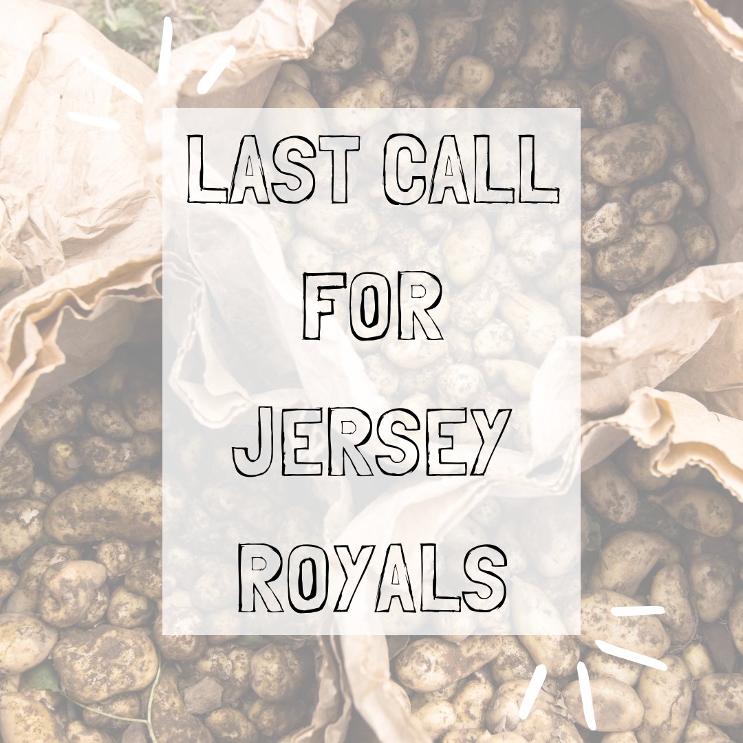 As the season draws to a close grab a bag of #JerseyRoyals while you can! Boil them, bake them or even add them into brownies for an indulgent treat! What will you rustle up? Head to our website for recipe inspiration bit.ly/3WrmThJ #simplyseasonal