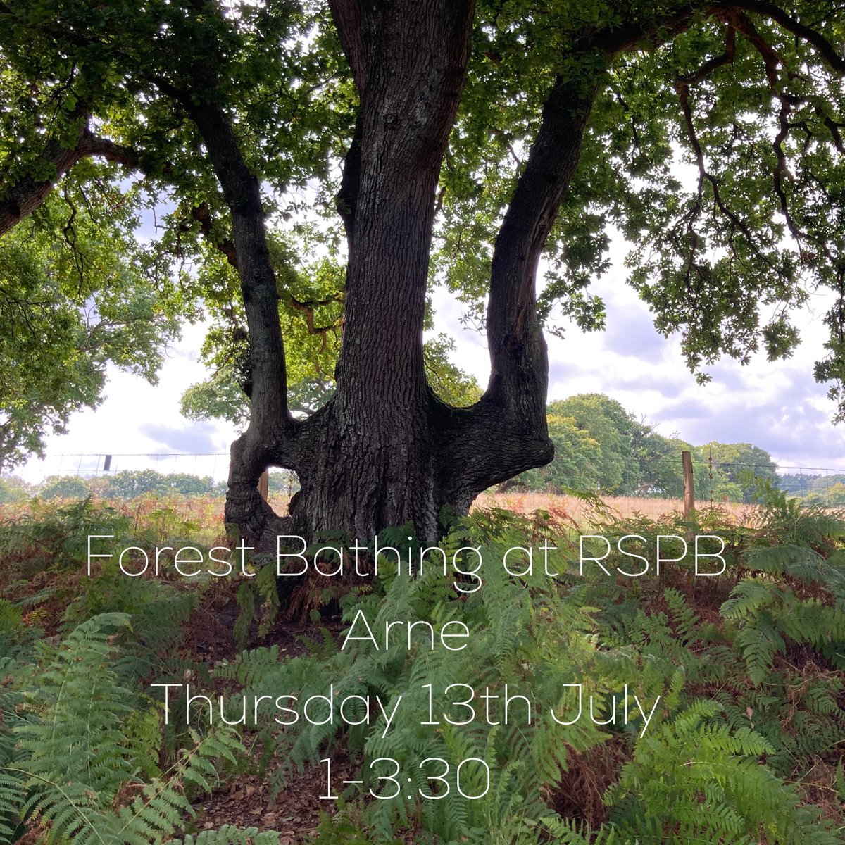 DorsetForest's tweet photo. I have another Forest bathing walk at @RSPBArne next week, want to come? Book here: https://t.co/89xJZ7yRPR https://t.co/rOAqpmFFKr