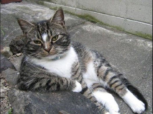 Drôle de chats tweet media