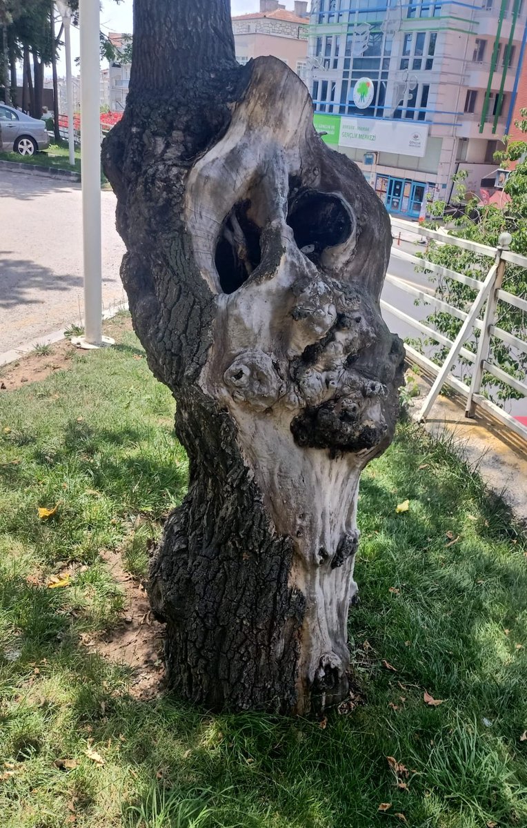 Einen Baum aus der Türkei...Wie die Gemälde Munch's 'Geschrei' !!