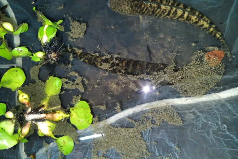 Bangladesh ramps up freshwater fish conservation in bid for food security news.mongabay.com/2023/07/bangla…