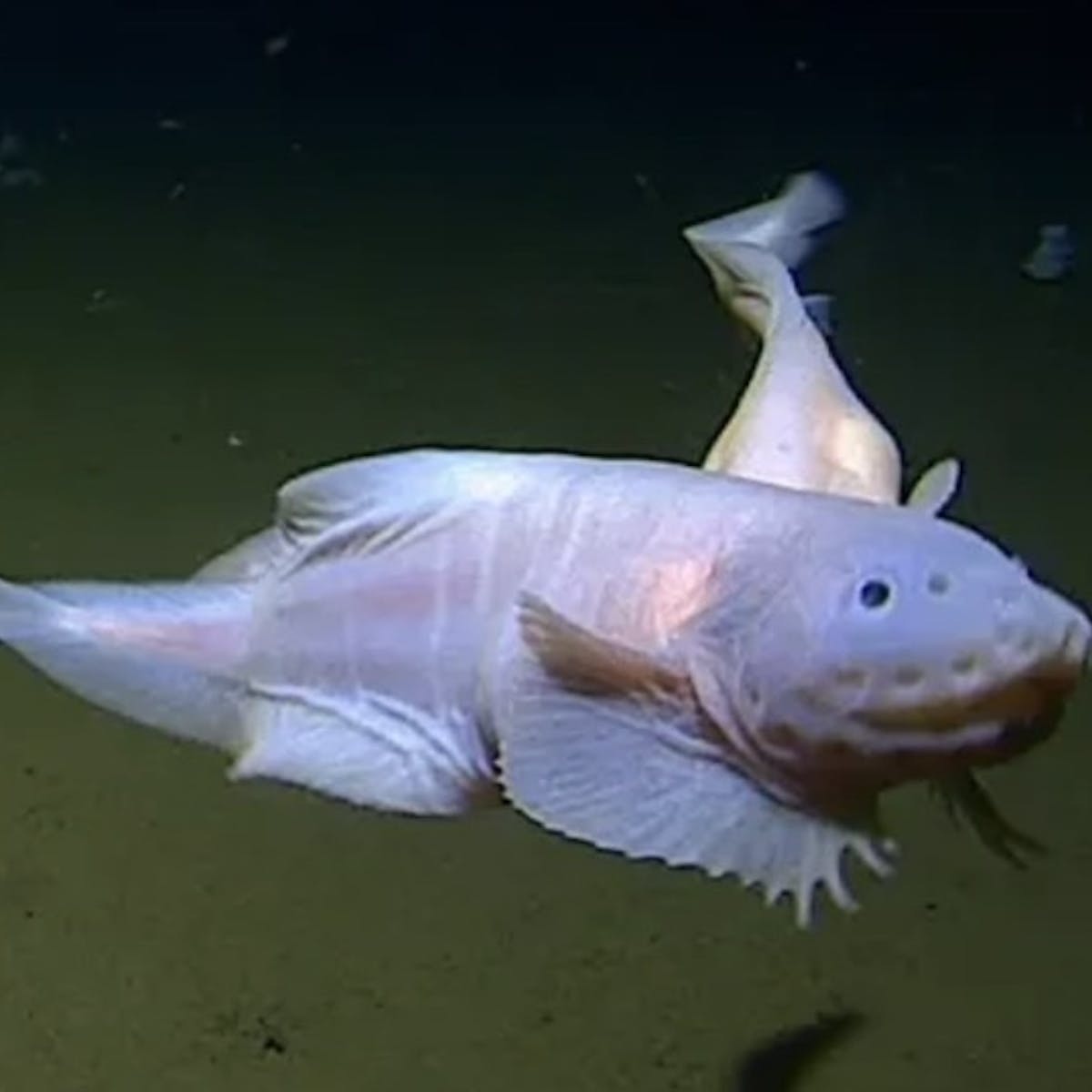 JIndranagar's tweet photo. #Titan : Human made submarine exploded due to pressure at a depth of 3,000 meters.

#Snailfish : God creation Lives in the deepest part of the Ocean🌊  where depths reach 6,000 to 11,000 meters.

Think about Allah (swt) creation.

God is Great. https://t.co/GpGURWae5k