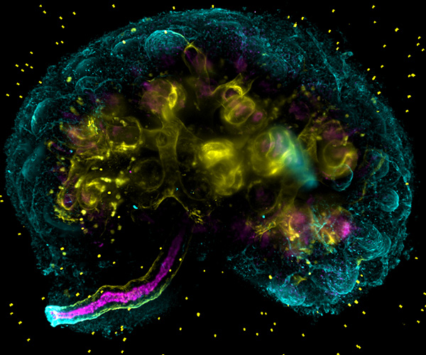 📸 HLS Photography Competition winners
Scientific Theme - In the Lab

🏆 Winner – Marie Held (@livuniLivSRF)
'Mouse embryonic kidney stained for multiple developmental markers'

See all our entrants here: bit.ly/HLSPhotography…