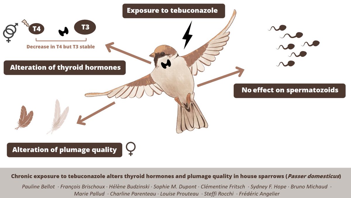 Check our new article on the effect of #tebuconazole on #thyroidhormones and the quality of #feathers and #sperm. 

DOI: 10.1007/s11356-023-28259-5
link.springer.com/article/10.100…
<a href="/Ecophy_CEBC/">Ecophy</a> <a href="/CEBC_ChizeLab/">CEBC/ChizéLab</a> <a href="/UnivLaRochelle/">La Rochelle Université</a> @INEE_CNRS @Chrono_env #MITI