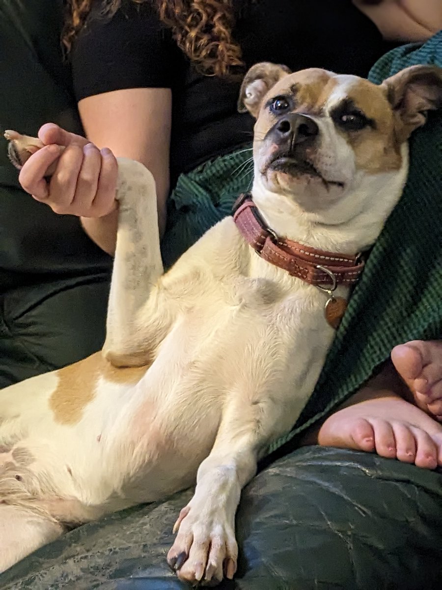 SallyThomasNC's tweet photo. My daughter, the tender-hearted, came all the way from Texas to comfort Dora in her season of fireworks-induced trauma. https://t.co/SJl4wGZZtw
