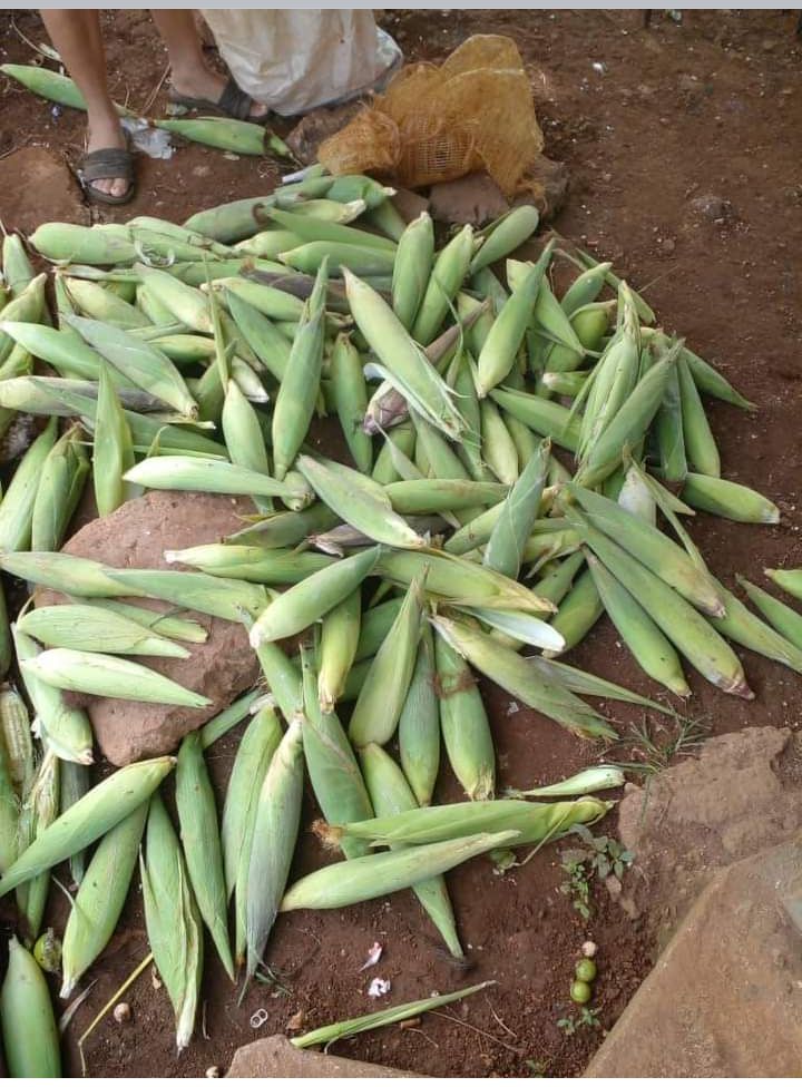 El grupo de inspección aplica decreto ley 30 por cuantía de 8000 mil pesos y venta forsoza al producto maiz en #PedroBetancourtEnVictoria
#MatancerosEnVictoria 
<a href="/JanyMartnez10/">Hanny Martínez</a> 
<a href="/CarlosC64808313/">Carlos Clemente</a>