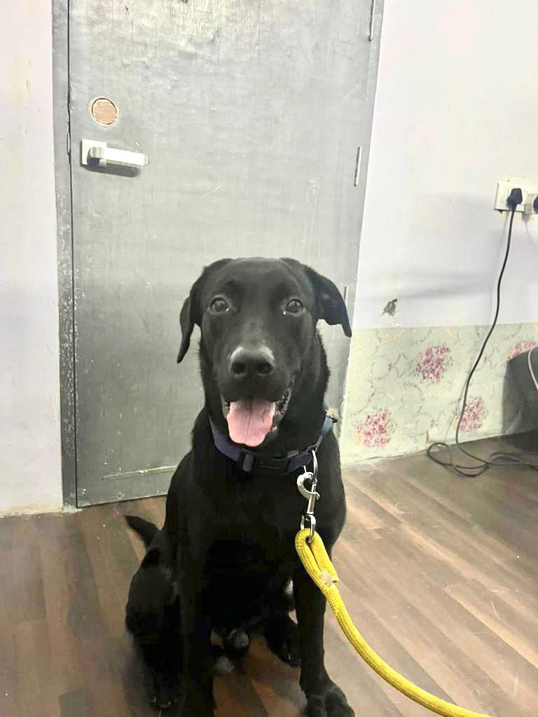 This cute 6 month old Lab was abandoned by his owners, just dropped him off on the road in Chembur. 😢 He needs a home, he is too cute and super friendly. Anyone looking for a baby please call Sean +91 98193 50783 . Come on friends let’s find him a sweet home. #Mumbai #DogLovers
