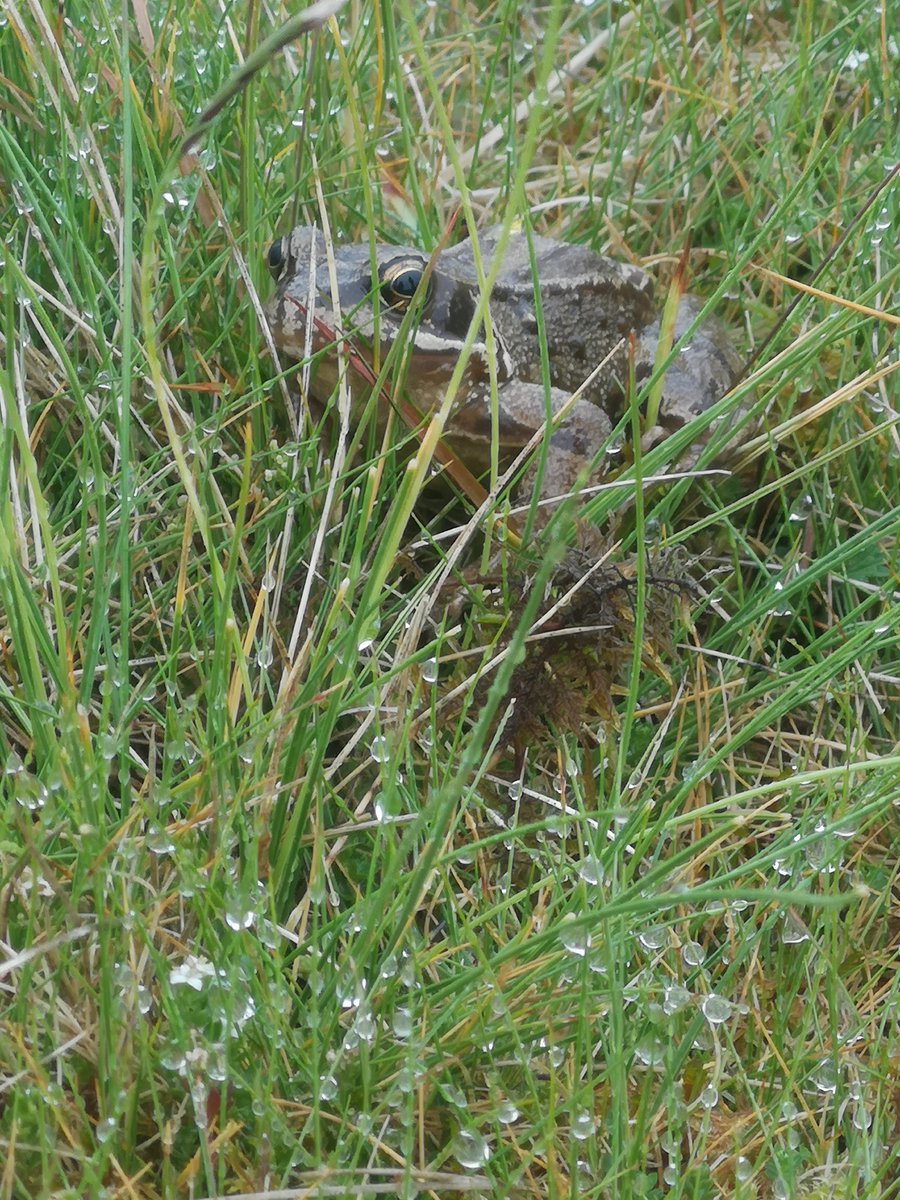 TeesdaleFlora's tweet photo. In 2023, Teesdale Special Flora has
held 8 walks 
💮for 60 members of the public

Led and supported by 
🧭9 Upper Teesdale Botany Group volunteers 

Walk App coming soon featuring frogs and carnivorous plants 
@NHeartlands partner,  #GreenRecoveryChallengeFund @HeritageFundUK https://t.co/9vr1CprGJv