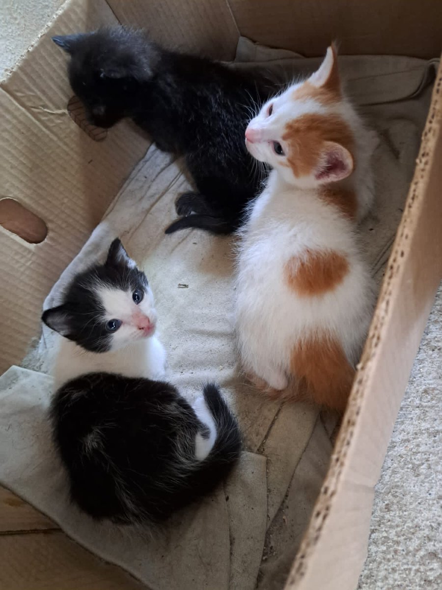Ankel_MC's tweet photo. @theakaleina Nada se compara a estas 3 hermosuras 🥰 https://t.co/Pv2gwZxLm3
