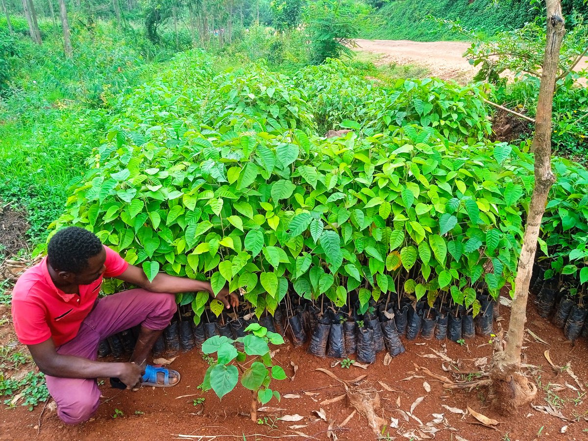 forezava_'s tweet photo. The conversation around tree growing should start all the way from the nursery activities that contribute important seedlings to tree planting activities. Alafu the rest can follow!

#ClimateActionNow https://t.co/UatMOrHjsm