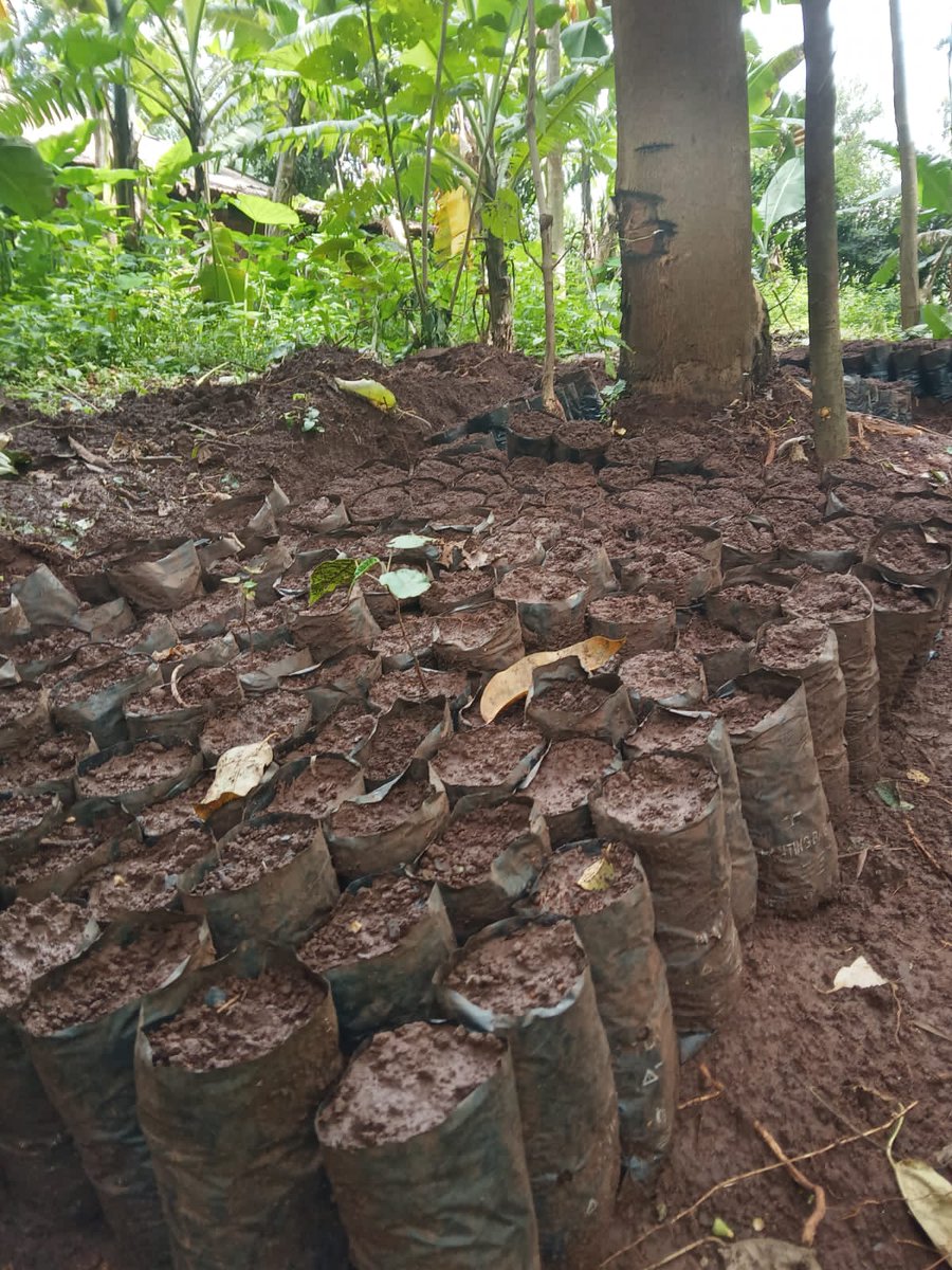 forezava_'s tweet photo. The conversation around tree growing should start all the way from the nursery activities that contribute important seedlings to tree planting activities. Alafu the rest can follow!

#ClimateActionNow https://t.co/UatMOrHjsm