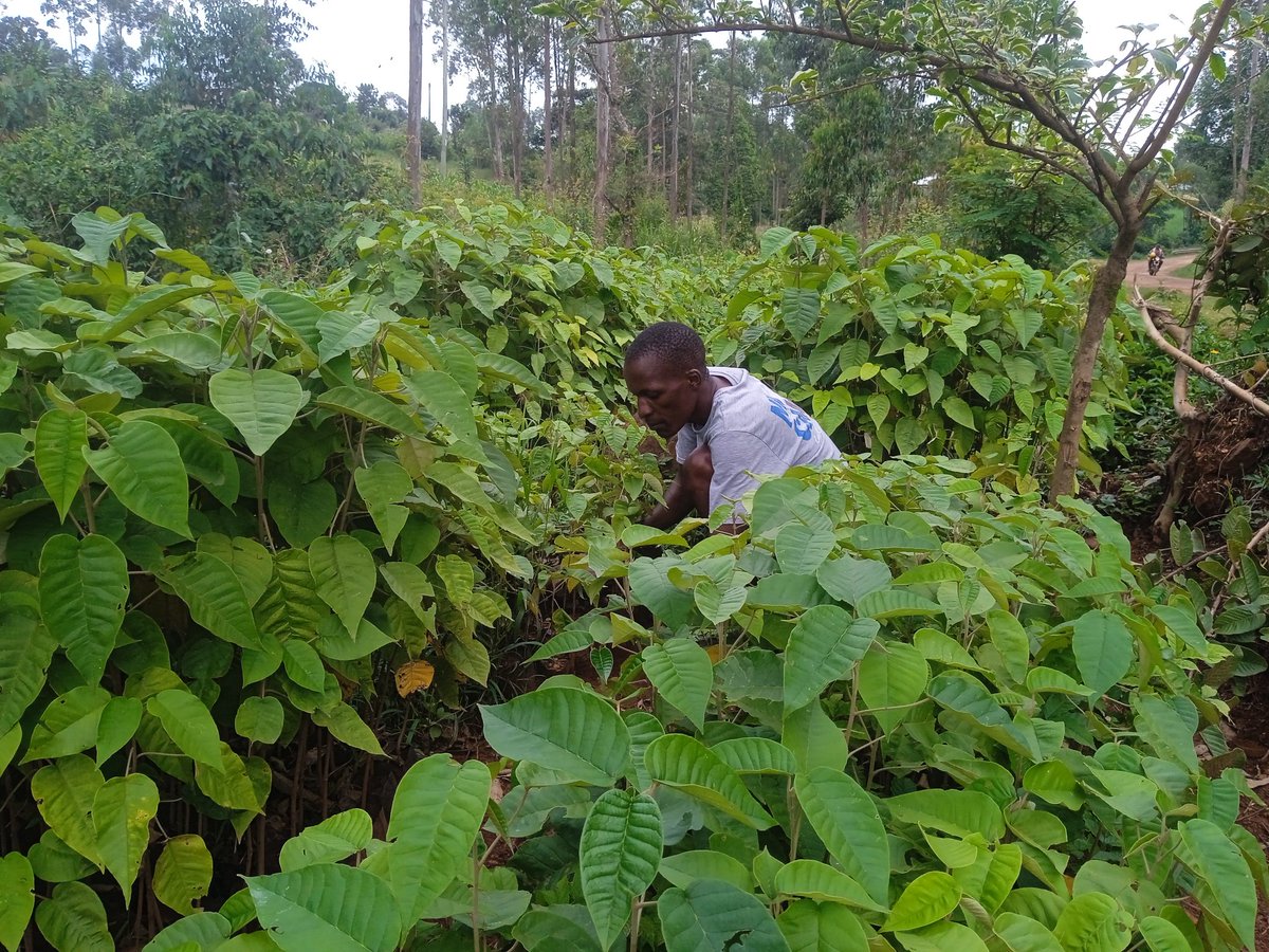 forezava_'s tweet photo. The conversation around tree growing should start all the way from the nursery activities that contribute important seedlings to tree planting activities. Alafu the rest can follow!

#ClimateActionNow https://t.co/UatMOrHjsm